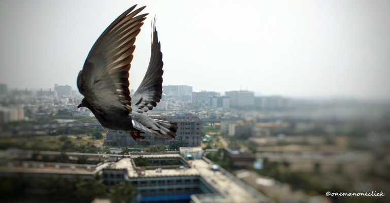 onemanoneclick-flying-pigeon-image