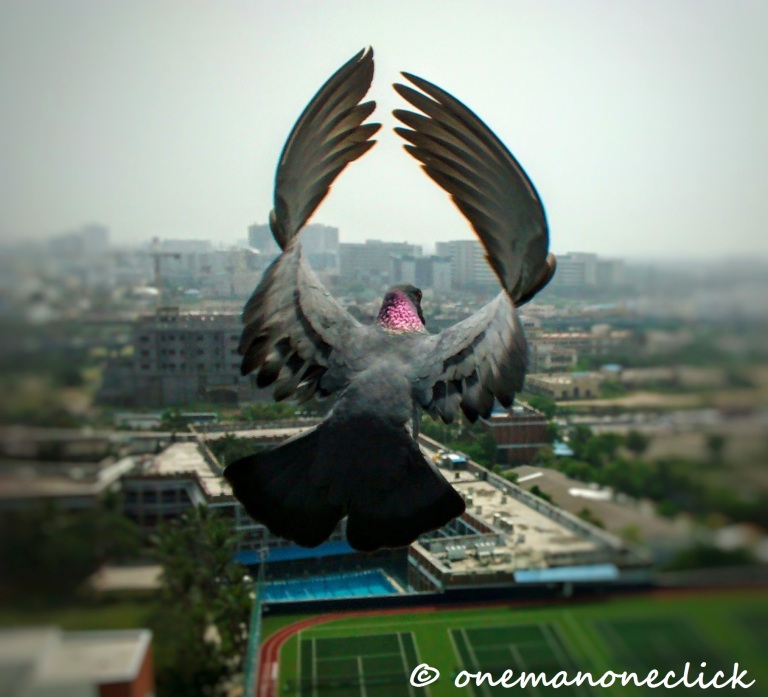 onemanoneclick-pigeon